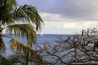 Palm tree by sea against sky