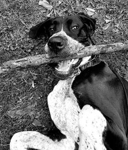 High angle view of dog on field