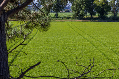 Scenic view of agricultural field