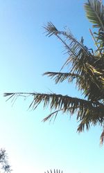 Low angle view of tree against clear blue sky