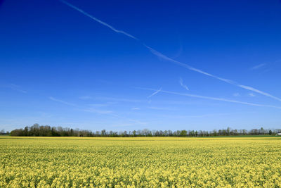 Scenic view of oilseed rape field against blue sky