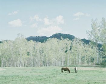 Horse grazing on grassy field