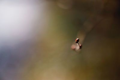 Close-up of bird against sky