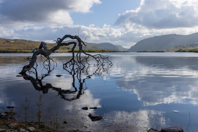 Tree on the lake with reflection