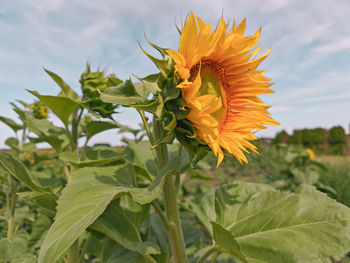 sunflower