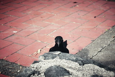 Close-up of black bird sitting outdoors