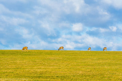 Sheep on field against sky