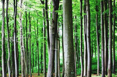 View of bamboo trees in forest