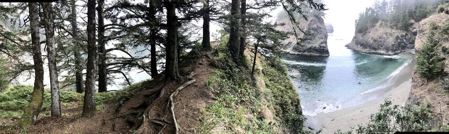 Panoramic shot of trees growing in forest