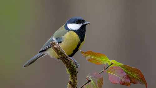 Close-up of bird perching on twig