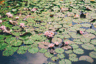 Close-up of pink flowers blooming outdoors