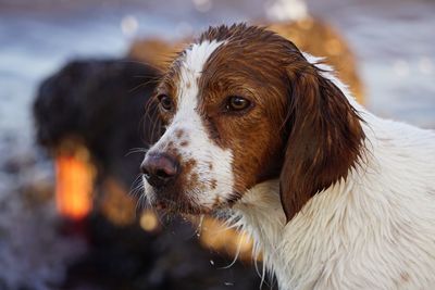 Close-up of dog