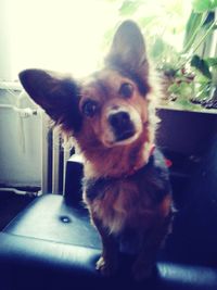 Close-up portrait of dog sitting