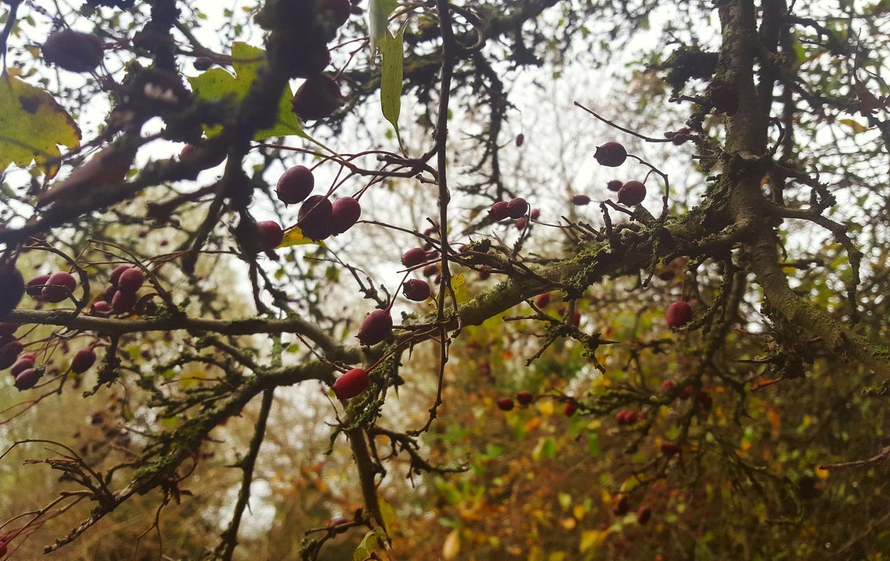 LOW ANGLE VIEW OF FRUIT TREE