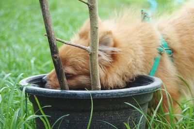 Close-up of dog relaxing on field