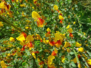 Close-up of yellow flowering plants