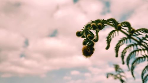 Low angle view of plant against sky