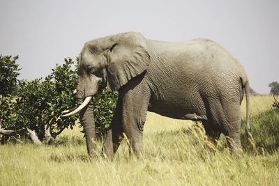 Elephant standing on grassy field against sky during sunny day