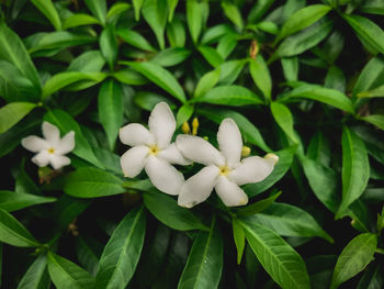 Close-up of white flowering plants