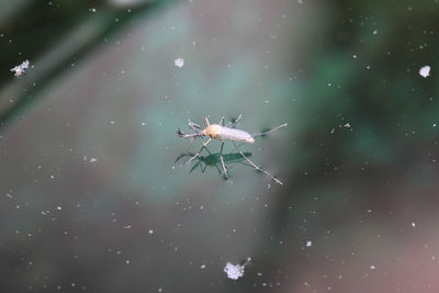 Close-up of insect on flower