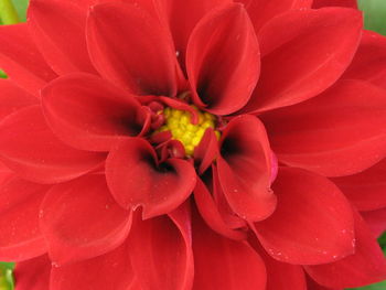 Close-up of red flowers