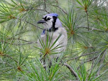 Close-up of bird perching on tree