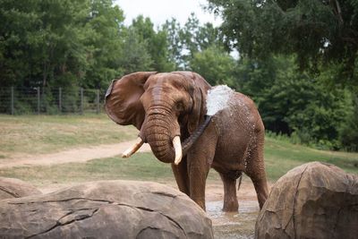 Elephant standing on field