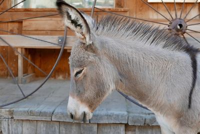 Close-up of a donkey