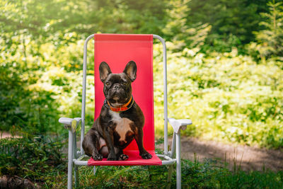 Portrait of a french bulldog dog sitting on camping chair in the forest during summer