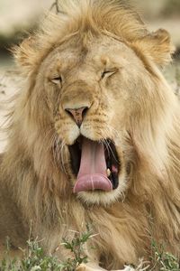 A portrait of a gasping proud male lion.