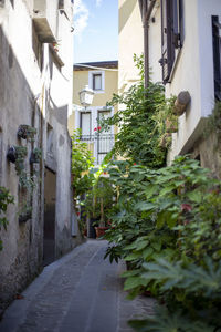 Narrow alley amidst buildings in city