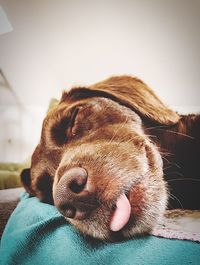 Close-up of dog sleeping