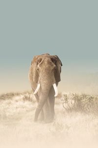 Elephant walking on a field