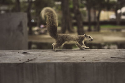 Side view of a dog walking on wood