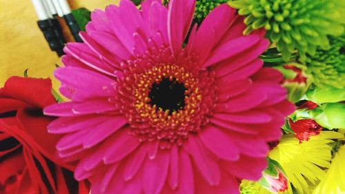 Close-up of pink daisy flower