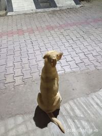 High angle view of dog sitting on footpath