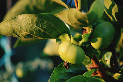 Close-up of fruit growing on tree