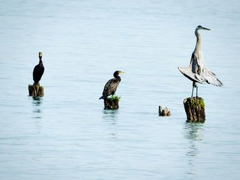 Preening great blue heron and cormorant