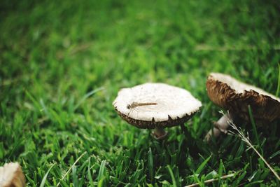 Close-up of mushroom growing on field