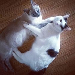 Portrait of white cat