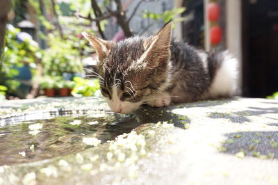 Close-up of cat by water