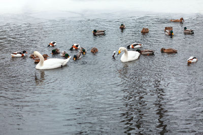 Birds on the winter lake . swans and ducks swimming