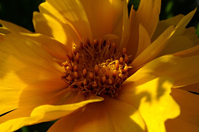 Macro shot of yellow flower