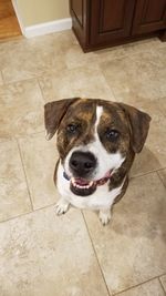 High angle portrait of dog sitting on floor