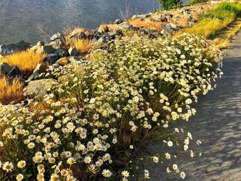 High angle view of flowering plants by sea