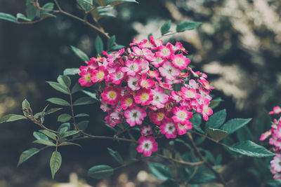 Close-up of pink flowers blooming outdoors