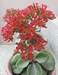 Close-up of red flowers