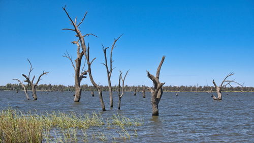 Bare tree by sea against clear blue sky