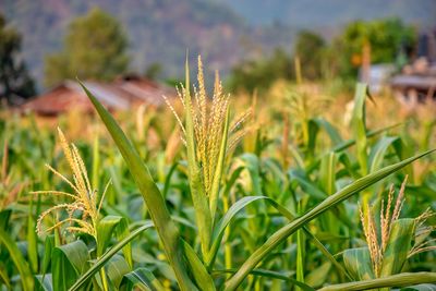 Close-up of stalks in field