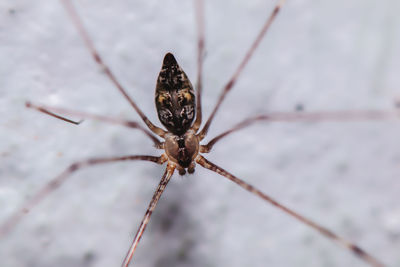 Close-up of spider